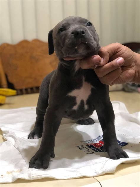 pitbull puppies for sale chicago